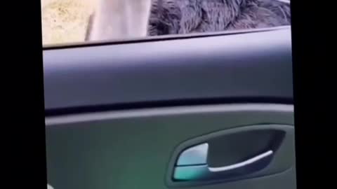 Funny video 😹