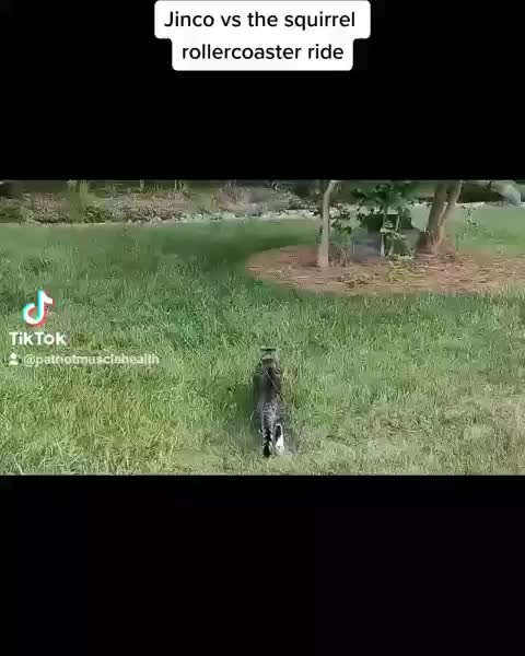 Jinco versus the Squirrel Roller Coaster Ride