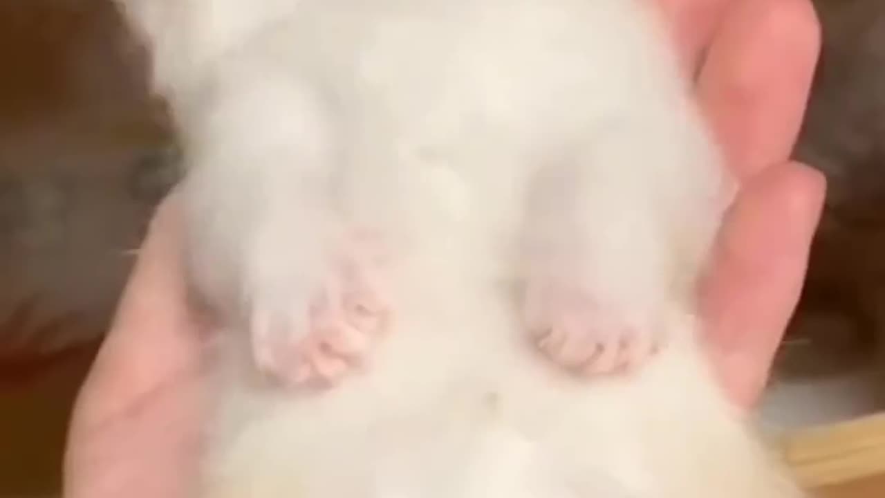 Funny animals compilation