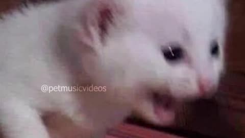 Cats Videos