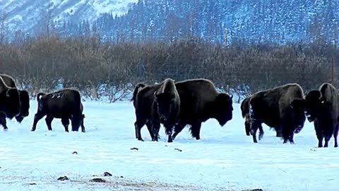 Wood Bison (Alaska Buffalo) Herd on the Run - Alaska Wildlife Conservation Center