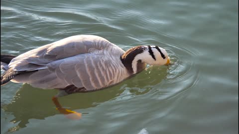 The duck quietly drinks the water