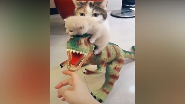 Baby cat climbs on toys and mother worries about it