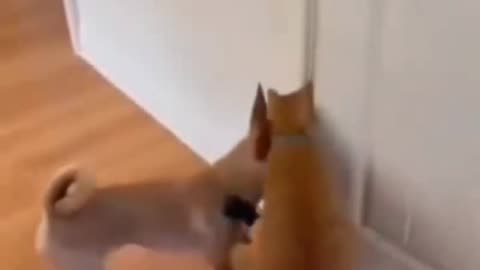 Door opening by cute And funny animals 🤩