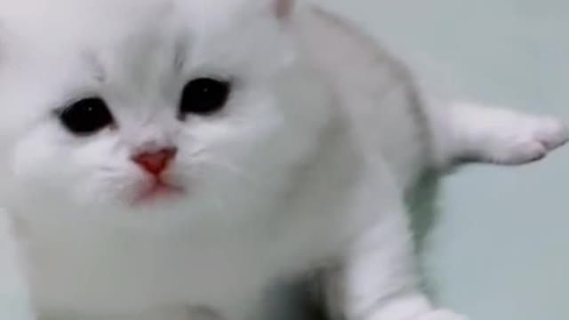 Little cat's memory