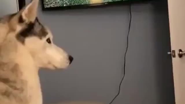 funny videos with dogs, cats