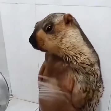 When you don’t want the world seeing you shower but can’t say no