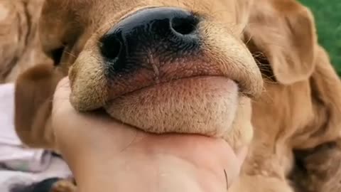Cute cow videos captions
