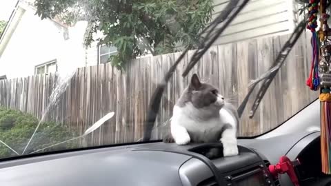 Funniest Animals-