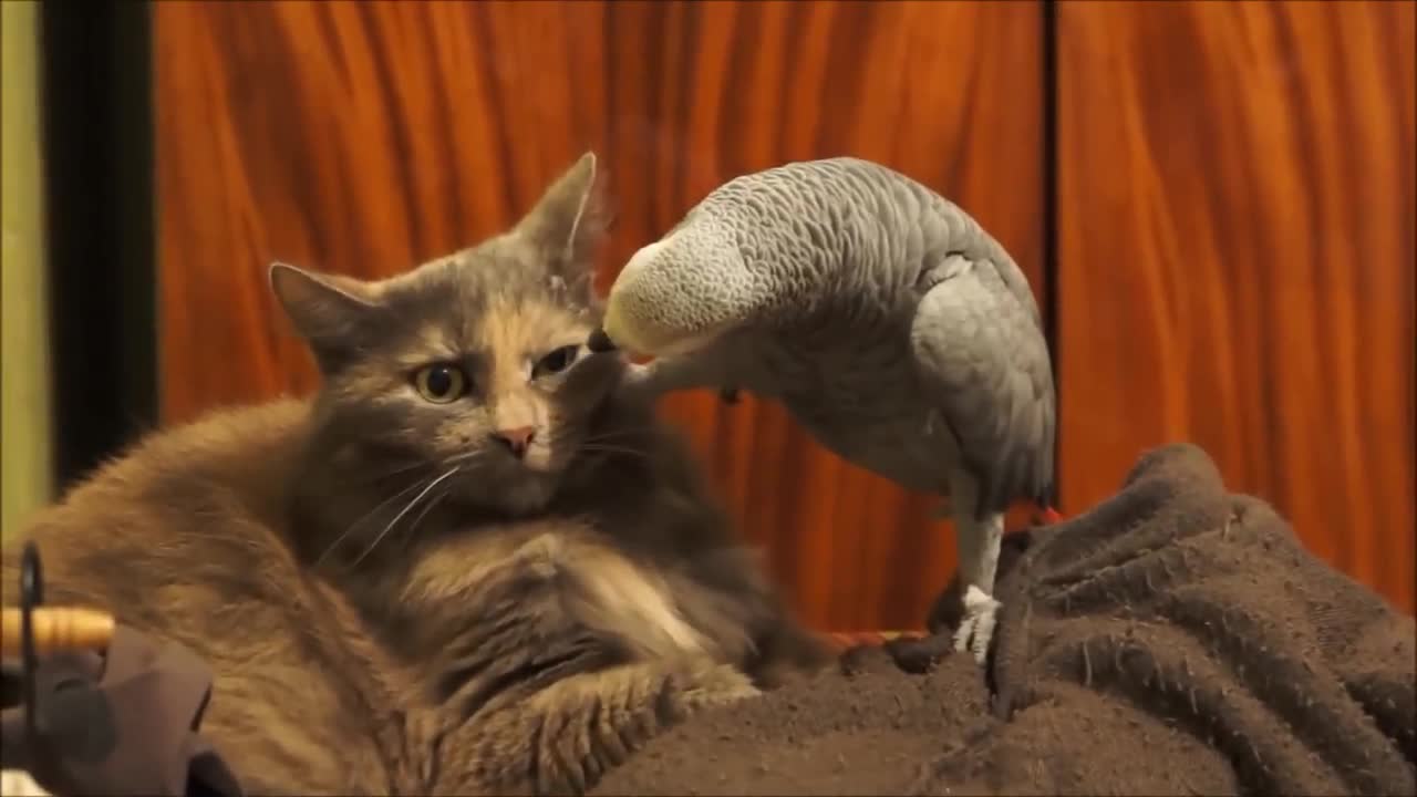 Parrot annoys cat