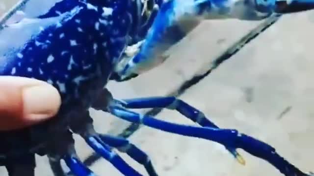 Blue Lobsters Are Very Rare Animals. | Interesting Facts #Shorts #topchannel
