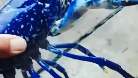 Blue Lobsters Are Very Rare Animals. | Interesting Facts #Shorts #topchannel