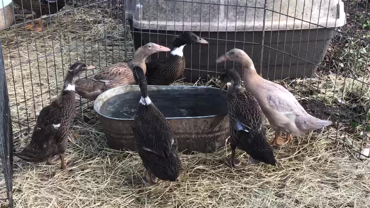 Available ducklings growing fast