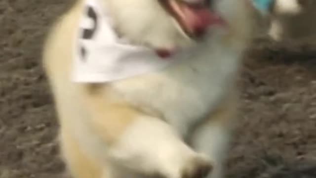 Corgi racing is the sport tou didnt know you needed 🐶