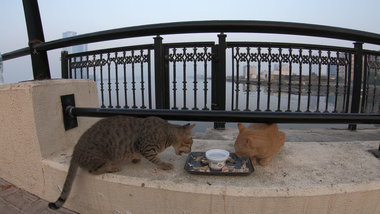 MICHAEL JACKSON & ED SHEERAN - Homeless cats in Ras Al Khaimah, UAE #cat #EdSheeran #MichaelJackson