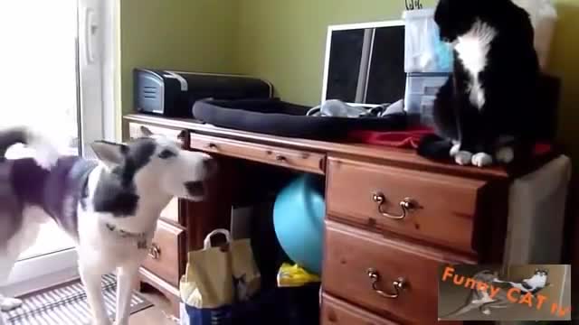 Cats and Dogs Meeting First Time.