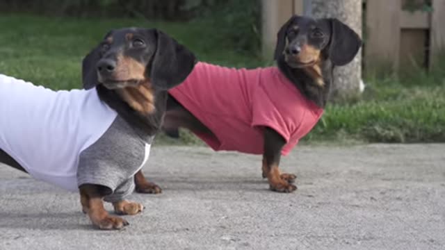 Ep 8_ WIENER DOG PRISON BREAK - Funny Dogs Escaping Jail!