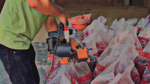 Red chillies packing 10kg