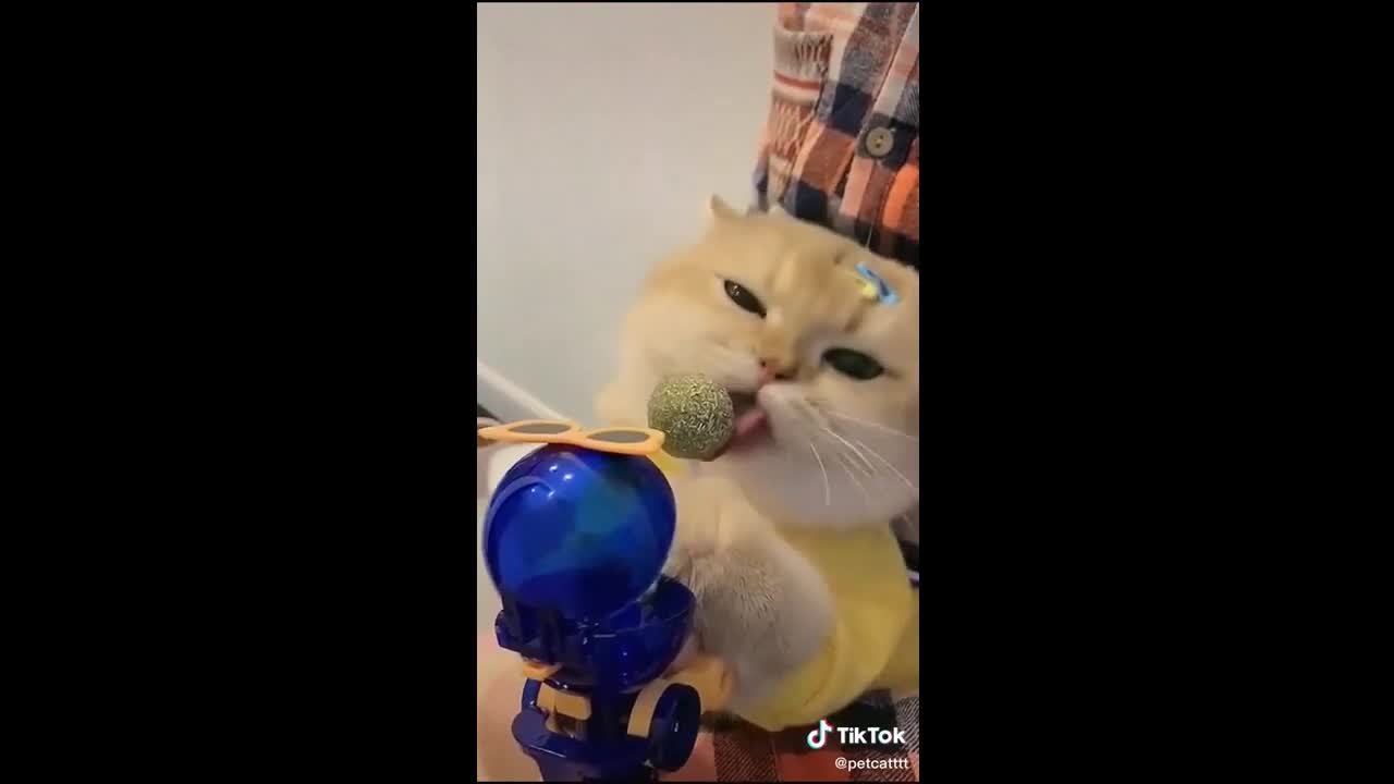 Funny Cats - Cute Cats - Funny Cat Videos 21 - Cute Pets TikTok