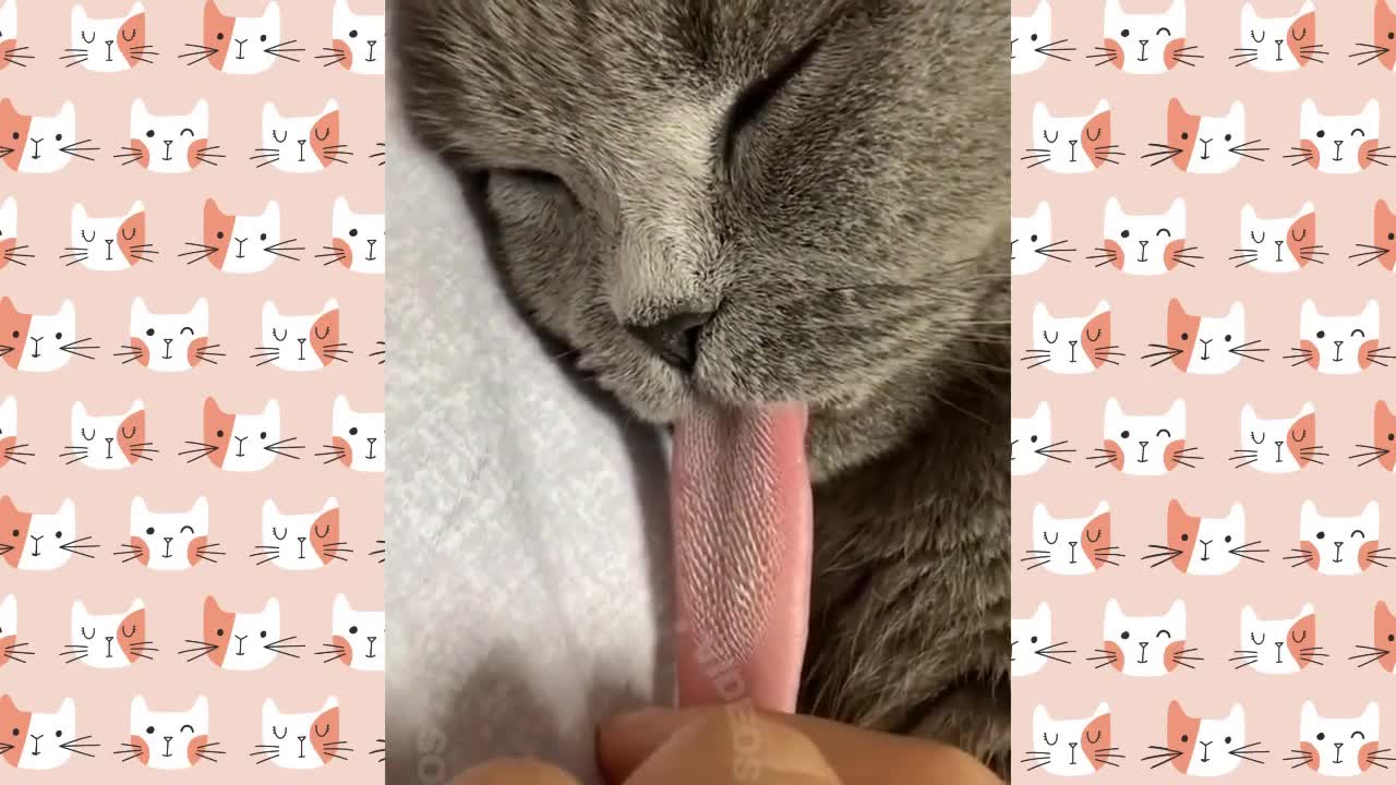 cats lover and funny ones