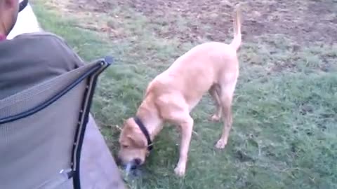 Dog finds a new toy