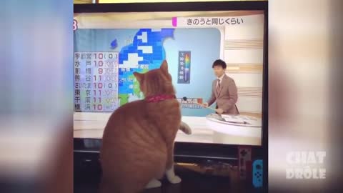 Very laughtly cats compilation