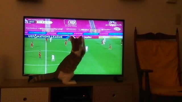 Sports-loving Kitten Gets Really Into The Soccer Game On Tv