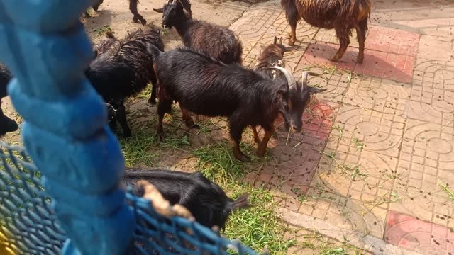 The group of goats graze together