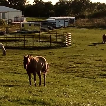 HORSES BEAUTIFUL OMFG 8/10/24