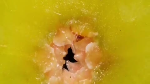 Use a clear lens to observe the moisture content of the fruit