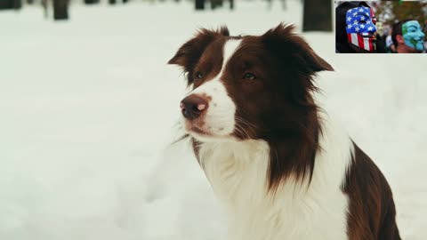 Dog Breeds - Border Collies - Unlocking the Border Collie's Brilliance