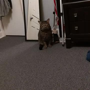 Tesla hanging out with me