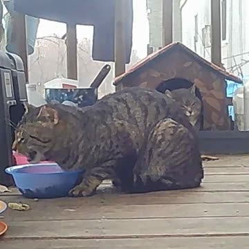 EA S73 - Bright Eyes HUNGRY