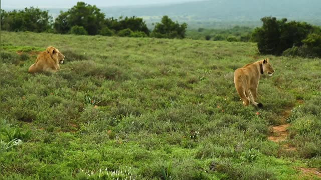 BEAUTIFUL ANIMALS