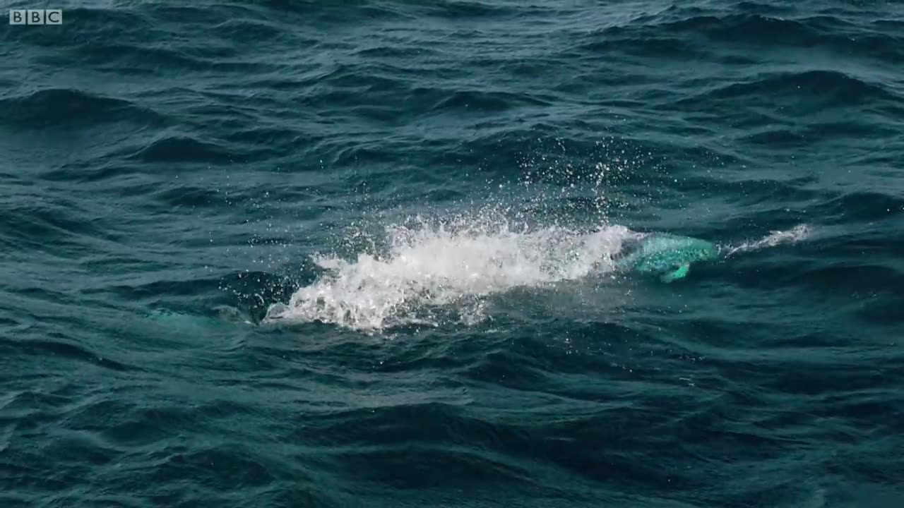 Flying Fish Picked Off From Above And Below | The Hunt | BBC Earth