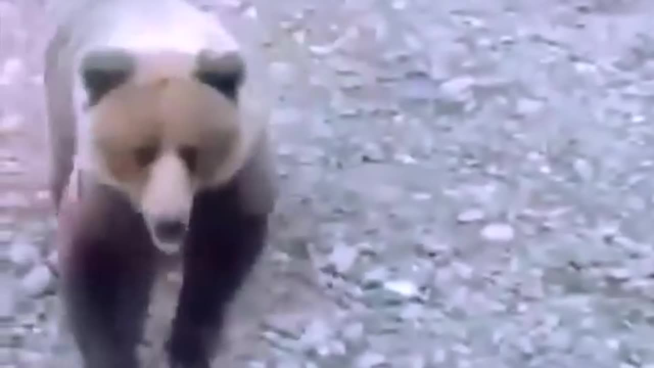 Dog saves puppies from bear