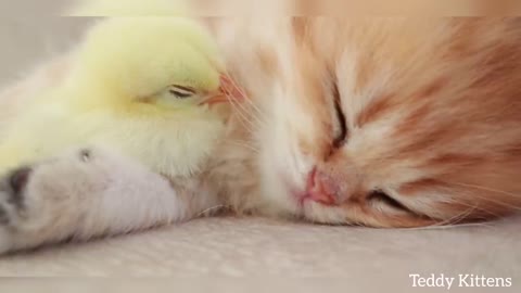 Kitten sleeps sweetly with the Chickens