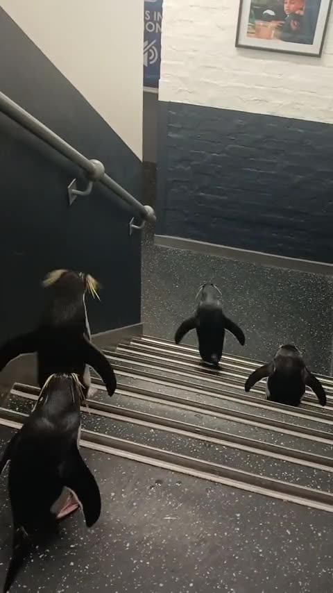 Penguins hopping down the stairs 😍👍
