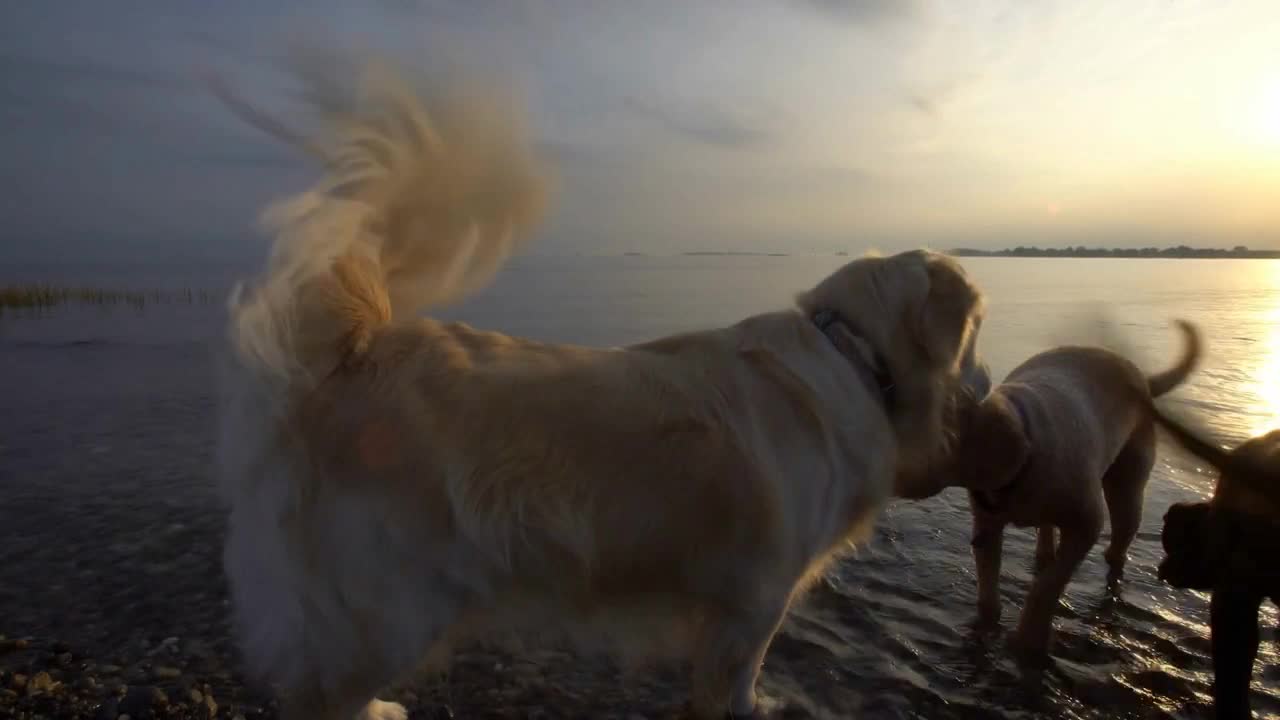 Dogs meet and greet each other on Connecticut beach at Sunset