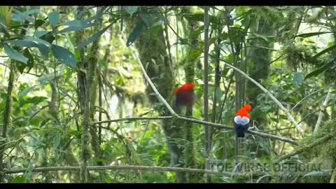 beautiful birds chirping