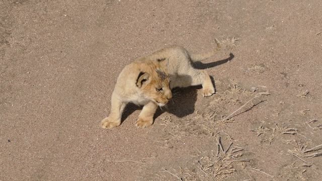 Cute baby lion (Cubs)