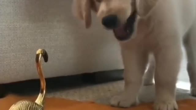 Too little dogs can't protect themselves