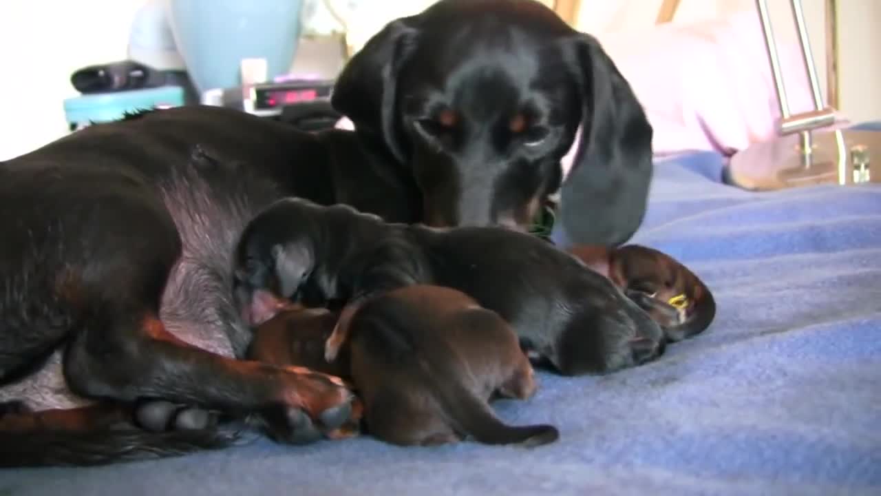 Dachshund _3rd puppy birth