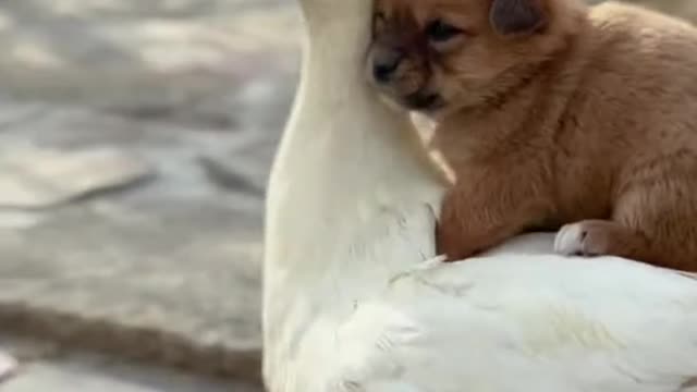 Cute dog confused