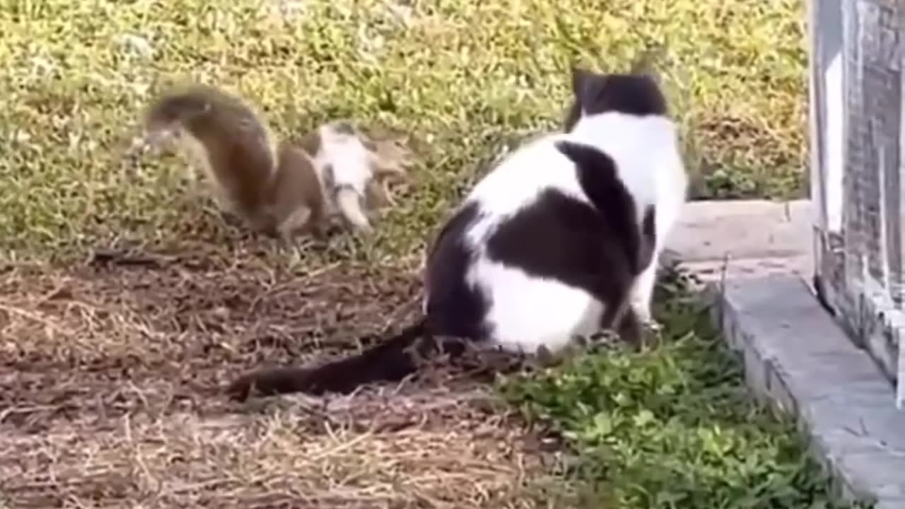 Cat vs squiral