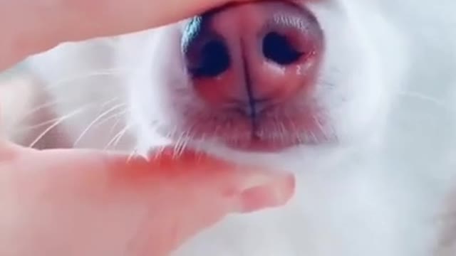 Funny and Cute DOG Videos Compilation #shorts