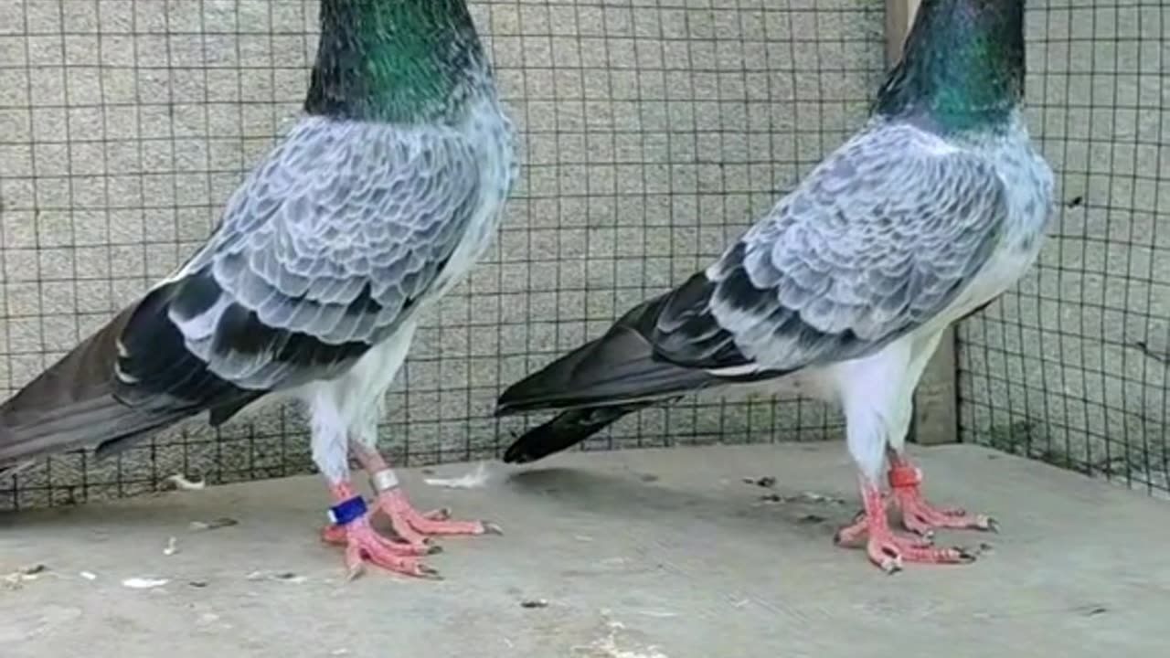 Best Pigeon