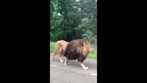 Lion Walks On Road