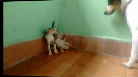 Cute cat and dog funny video|| funny video