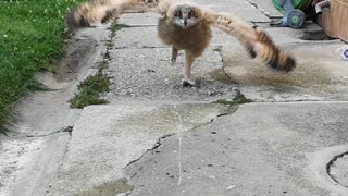 Funny owl